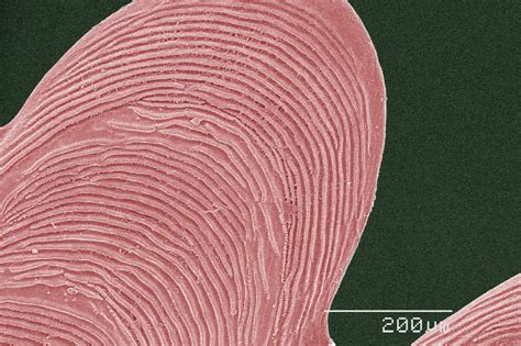 microscopic things.
